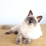 Profile Picture of Harry Tiffany (@fuwafuwabunnies) on Instagram
