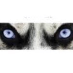 Profile Picture of Dane Craig (@dcountysoftball) on Twitter