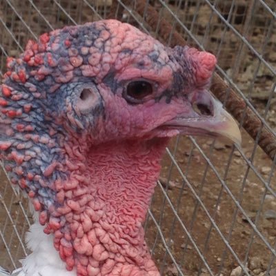 Profile Picture of David Kellerman (@david_kellerman) on Twitter