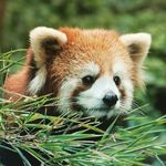 Conrad Chan - Instagram Profile Picture of Conrad Chan (@khaldun323) on Instagram