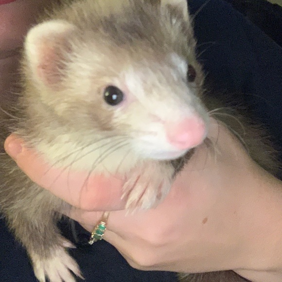 Profile Picture of Sadie Kudlay (@skudlay20) on Poshmark