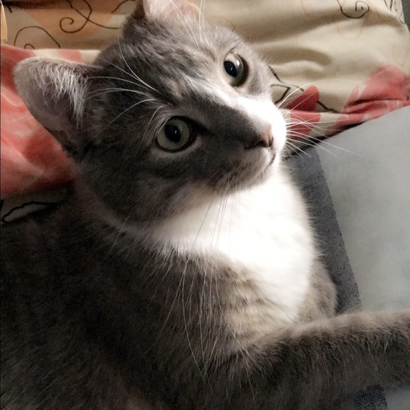 Profile Picture of Samiha Chowdhury (@samihachowdhury) on Poshmark