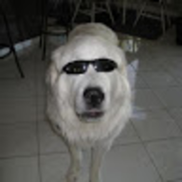 Profile Picture of Bg Malamut (@bgmalamut) on Poshmark