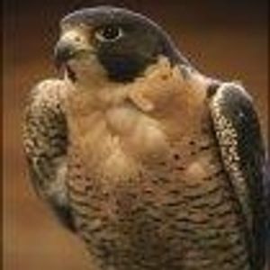 Profile Picture of Ahmad Badawi (@ahmadbadawi) on Myspace