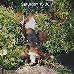 Profile Picture of Annie Barnes (@anniebassets) on Instagram