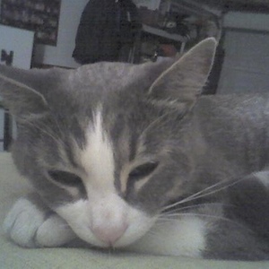 Profile Picture of Colin Cat (@420202609) on Myspace