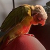 David Contarino - Tiktok Profile Picture of David Contarino (@@tonyboilmyparrot) on Tiktok