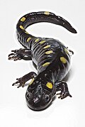 Profile Picture of Salamander - Wikipediaon Wikipedia