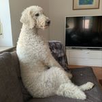 Profile Picture of Michael Schöller (@ulrich_maximilian_the_doodle) on Instagram