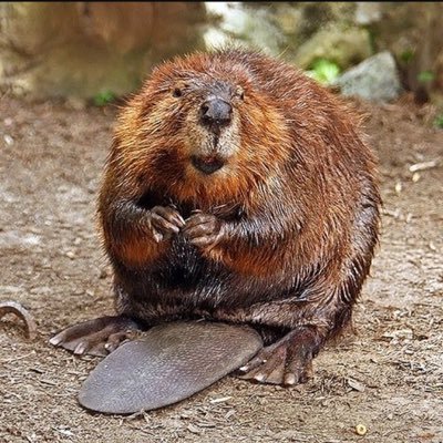 Profile Picture of Adam Brice (@Hock3yMonk3y) on Twitter