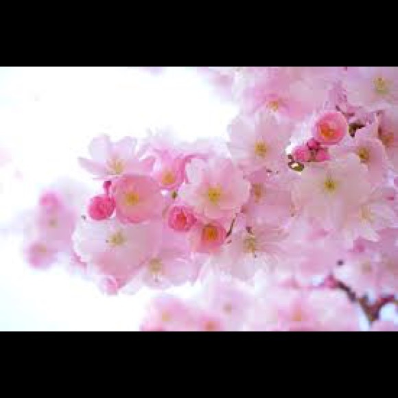 Cindy Emaus - Poshmark Profile Picture of Cindy Emaus (@lovefashion143) on Poshmark