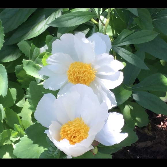 Profile Picture of Mirta Pandullo (@mabas74) on Poshmark