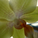 Profile Picture of Paula Albuquerque (@paula a.1) on Flickr