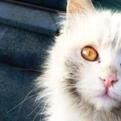 Profile Picture of Jane Daniels (@janedaniels6974) on Youtube