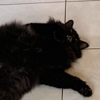 Profile Picture of Hannah Froncek (@hannah-froncek) on Quora