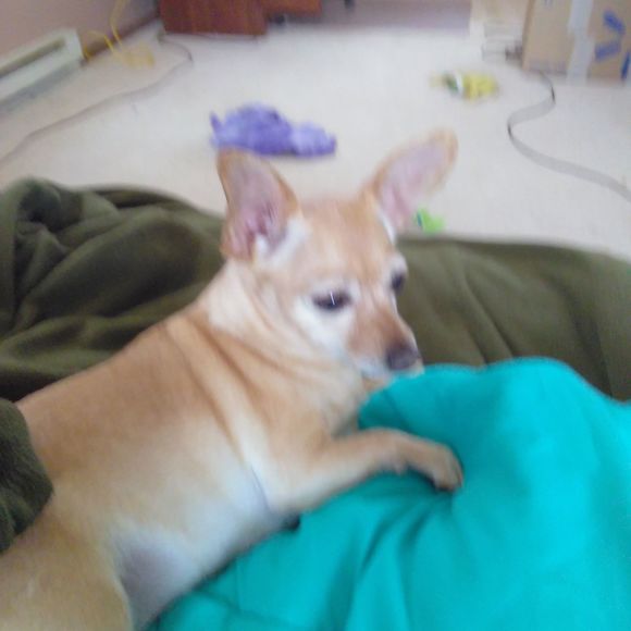 Profile Picture of Jill Siegler (@ksladyjill) on Poshmark