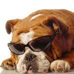 Profile Picture of nicholasavitabile (@awsomebiker62) on Instagram