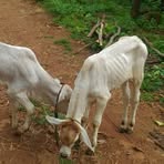 Profile Picture of Vibha Bhat (@vibha.bhat.2024) on Facebook