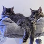 Profile Picture of Ronnie and Reggie Maine Coons (@ron_reg_mainecoons) on Instagram