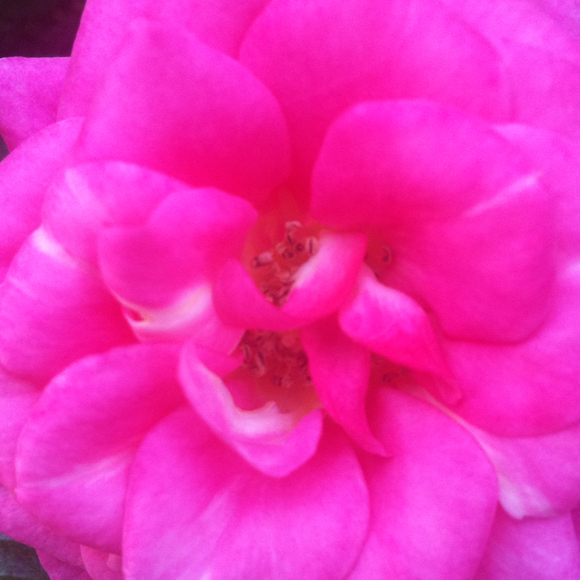 Profile Picture of Julia Soriano (@jmk) on Poshmark