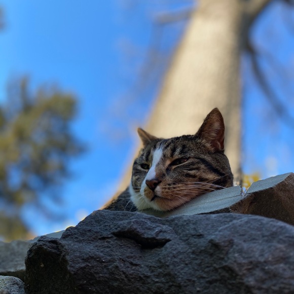 Profile Picture of Cal Hamerman (@calmonkey) on Poshmark