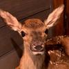Profile Picture of Clifford the Big Red Deer (@@cliffordthereddeer) on Tiktok