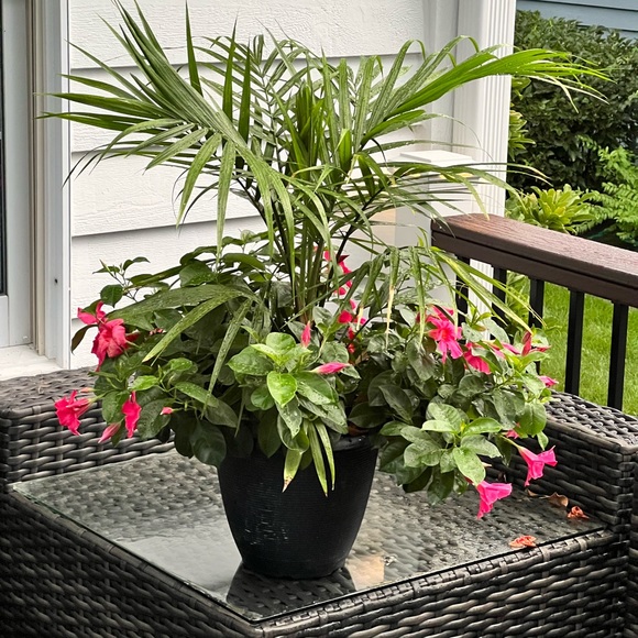 Profile Picture of Darcy Seery (@dseery) on Poshmark