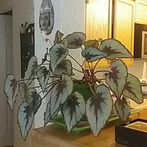 Dunia Perez - Poshmark Profile Picture of Dunia Perez (@duniaperez) on Poshmark