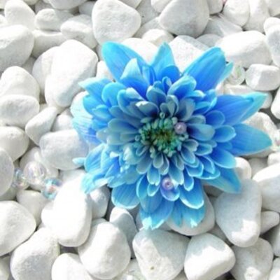 Profile Picture of Emma (@EmmaSteinick) on Twitter