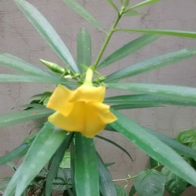 Profile Picture of Saima Zaidi (@SaimaZaidi14) on Twitter