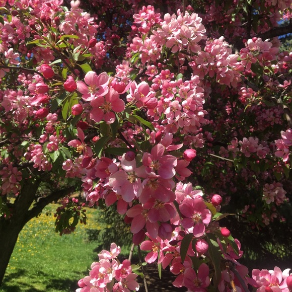 Profile Picture of Rose Michalkiewicz (@rosejaz971) on Poshmark