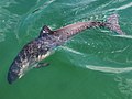 Profile Picture of Porpoise - Wikipediaon Wikipedia
