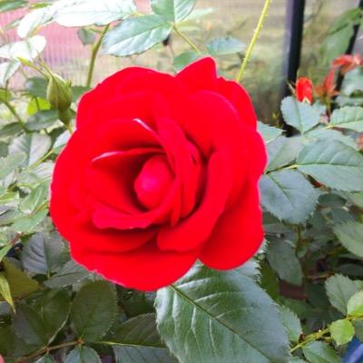 Profile Picture of Lorraine Knowles (@LorraineKnowl14) on Twitter