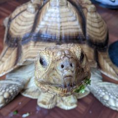 Michael Nelligan - Tiktok Profile Picture of Michael Nelligan (@user3234674089778) on Tiktok