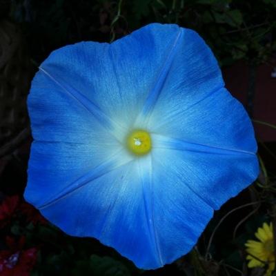 Profile Picture of Paula Ward (@paulawa00807044) on Twitter