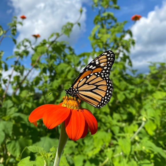 Profile Picture of Anne Bayerle (@abayerle) on Poshmark