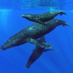 Profile Picture of Patrick McFeeley (@MauiOnMetal) on Twitter