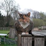 Profile Picture of Peter Ivens (@peter_am_see) on Instagram