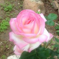 Profile Picture of Annie Singleton (@sianvon) on Pinterest