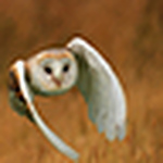 Profile Picture of Robert Haynes (@featherandfur) on Flickr