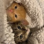 Profile Picture of Barb, Kitten Mom (@kitten_faces) on Instagram
