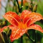 Profile Picture of aimee_willett (@aimee_willett) on Instagram