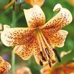 Profile Picture of Carmen Pate (@carmen_pate) on Instagram