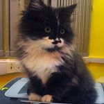 Profile Picture of ДНЕВНИК КОТА 🐱 (@simon_russiancat) on Instagram