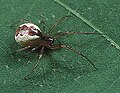 Profile Picture of Anelosimuson Wikipedia