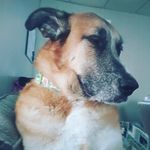 Jeremy Hennessy - Instagram Profile Picture of Jeremy Hennessy (@liamsnorthstar) on Instagram