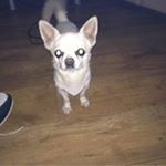 Profile Picture of Michael Goodger (@goodgermichael) on Instagram