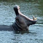 Profile Picture of Jeff Grimshaw (@jeff_grimshaw) on Flickr