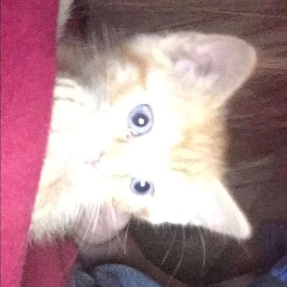 Profile Picture of Abbie Tidman (@abbietidman13) on Poshmark