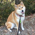 Profile Picture of 柴乃 楓(しばの かえで) (@shibanokaede) on Instagram